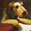 "Airedale" -- acrylic